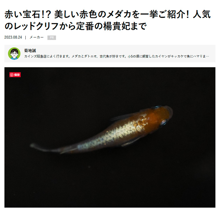 となりのカインズさん「赤い宝石!? 美しい赤色のメダカを一挙ご紹介! 人気のレッドクリフから定番の楊貴妃まで」